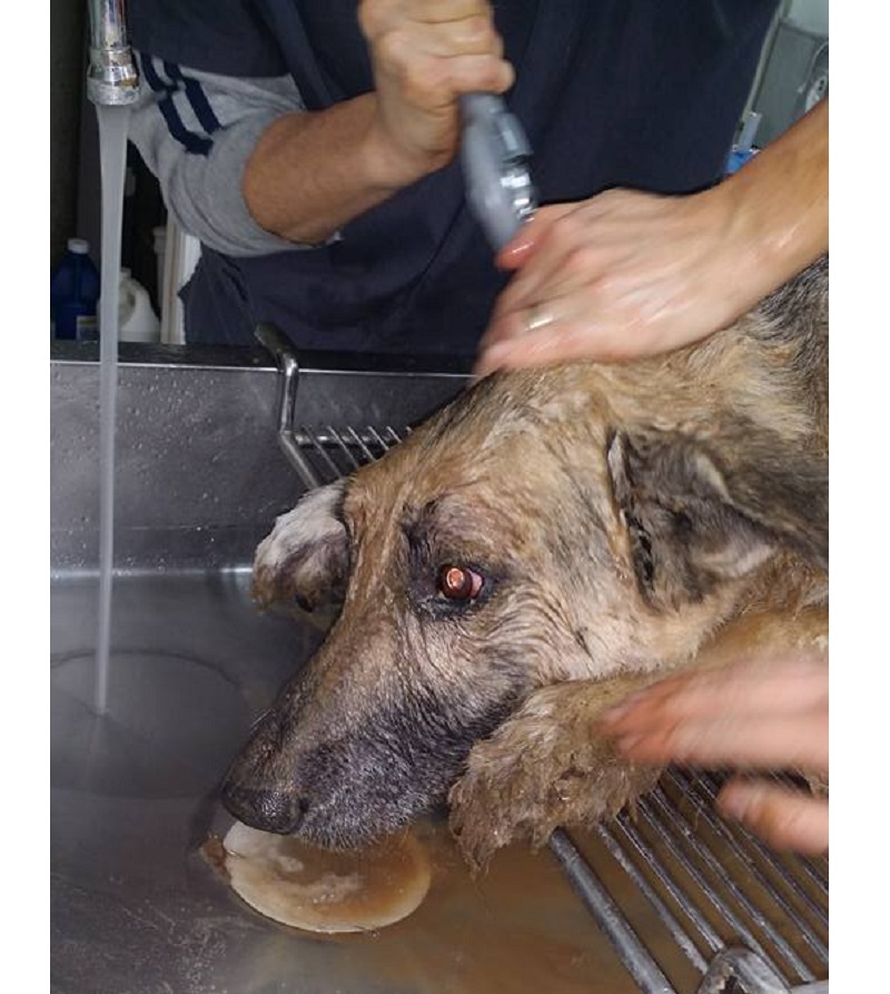 Il cane scompare in alto mare, nuota per 10 km e cammina per 20 km per tornare a casa sua