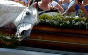 Cavallo piange al funerale del suo amato umano deceduto in un incidente.