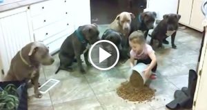 Sei pit bull, una bambina e una montagna di crocchette, sembra l’inizio di una catastrofe e invece la reazione degli animali ai comandi della piccola, vi lasceranno a bocca aperta.