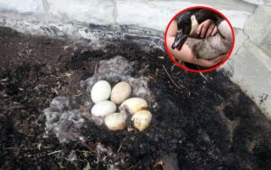 Mamma oca, non si sposta dal suo nido in fiamme per proteggere le sue uova.