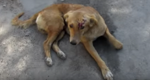 Quando sono arrivati i volontari il cane scodinzolava ma restava immobile con la disperazione negli occhi. Non capivano perché non si muovesse, finché gli hanno alzato la zampa posteriore e sono rimasti scioccati…