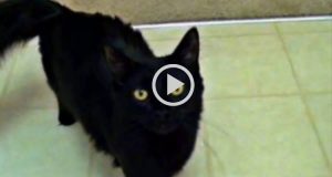 I gatti neri sono i migliori compagni di vita! Ecco il video che lo dimostra! Non riuscirete a frenare la voglia di adottarne subito uno…