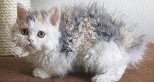 17 gatti nati con un pelo particolare! Qual è la vostra preferita?
