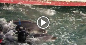 Mamma delfino lotta disperata contro i pescatori perché non gli portino via il suo bebè. Ecco il triste video che sta straziando il cuore di migliaia di persone.