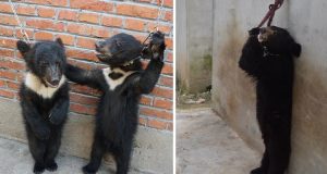 “I cuccioli di orso nel circo vengono legati ai muri, restando su due zampe per ore, vengono colpiti, rinchiusi ed addestrati ad atti contro natura” Ecco le scioccanti immagini di un investigatore della PETA.