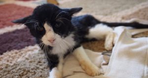 “Ero entrata per adottare un gattino, poi ho visto Dexter, un gatto di 20 anni senza denti e ho pensato “waw questo gatto ha davvero bisogno di una casa”, in due secondi mi ha rubato il cuore”