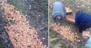 “Stavo passeggiando, quando ho sentito degli strani rumori provenire da un campo. Quando ho raggiunto il posto sono rimasta scioccata. Avevano un solo giorno di vita ed erano migliaia lasciati a morire.”