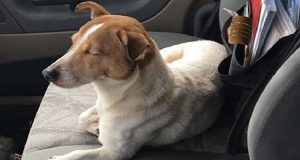 “Non voleva che lo salvassi da quella strada pericolosa, voleva che lo seguissi. Quando mi ha portato in quel bosco tra i cespugli e ho visto il suo piccolo ed insolito amico sono rimasto di stucco…”