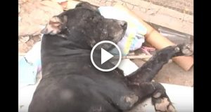 Gli ultimi respiri di “Elnegro”, l’eroe canino che ha salvato la vita del suo umano 11 enne durante un’inondazione. Forse avrebbero potuto salvarlo se non fosse stato “solo un cane”…