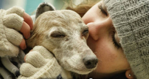 Holly è una cagnolina di 13 anni che ama la sua umana:”Lei salì sul letto e iniziò a leccarmi la faccia e a darmi fastidio. Non mi lasciava stare così pensai che il suo modo di comportarsi era un po’ strano. Mi alzai, ero lì in piedi pensando ‘non mi sento molto bene’…”