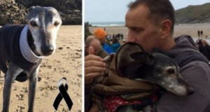 Chiese appoggio morale per dare l’ultimo addio al suo amato cane Walnut. Non avrebbe mai immaginato ciò che sarebbe successo…