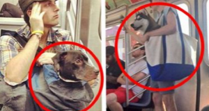 I loro cani non erano ammessi nella metro se non avevano un trasportino. Allora fecero questo…