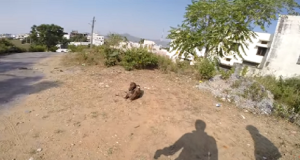 Vedono qualcosa sul ciglio della strada. Si fermano pensando che sia un cane, ma quando si avvicinano scoprono una verità che gli spezza il cuore.