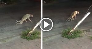 Si trascinava in mezzo alla strada. Le macchine gli sfrecciavano accanto ignorandolo finché un tassista si fermò per soccorrerlo. La reazione del cane lasciò l’uomo impietrito.