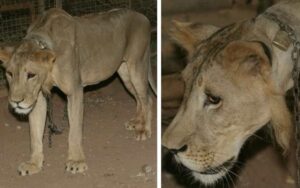 Leone ha trascorso 4 anni incatenato con 90 centimetri di catena. Aveva perso la criniera ed era denutrito.