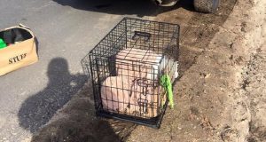 Abbandonato in una gabbia sulla strada, affianco a lui un cartone con tutti i suoi giocattoli. E’ così che il piccolo cagnolino attendeva un miracolo.