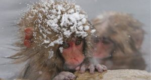 L’essere umano trova sempre un buon motivo per uccidere. Uno zoo del Giappone ha sacrificato 57 scimmie della neve perché temevano che gli animali facessero quello che l’essere umano fa da decenni…
