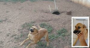 “Abbiamo visto il cane volare dal finestrino di una macchina in corsa. Ci siamo messi a correre e l’abbiamo trovato per terra ferito e dolorante ma nonostante tutto, ha cominciato a leccarci le mani”