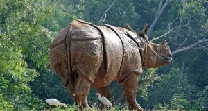 E’ aperta la caccia ai cacciatori. Kaziranga: il parco dov’è permesso sparare ai cacciatori.