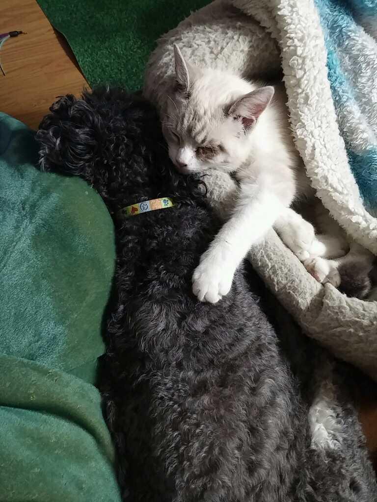 La mamma cagnolina non riesce a capire perché la sua piccolina non smette di piangere… poi, all’improvviso… cala il silenzio…