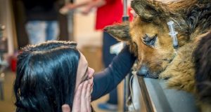 “Il macellaio di Bucarest” ha colpito ancora. Spirit è stata trovata sulla neve in fin di vita, ciò che le hanno fatto non si può neanche raccontare senza piangere.