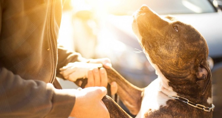 4 segnali con cui il vostro cane vi dice che si fida di voi… sapete riconoscerli?
