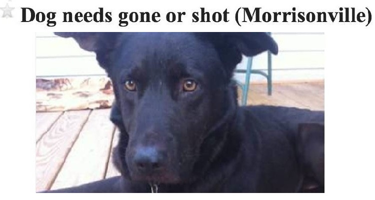 Cambia casa e mette la foto del suo cane su Craigslist scrivendo sopra “Adottatelo o gli sparo”. La risposta di una ragazza ha lasciato tutti a bocca aperta