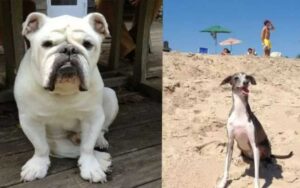 Il cane adottato era triste senza forze,  poi fa una gita in spiaggia e tutto cambia
