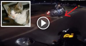 Due motociclisti trovano un gattino spaventato lungo la strada e decidono di fermarsi per metterlo in salvo. Quello che succede subito dopo vi toccherà il cuore.