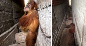 Lo avevano strappato dalla madre quando era solo un bebè. Poi lo hanno incatenato ad una parete tra due edifici e lo hanno lasciato lì abbandonato a se stesso. Quando hanno provato a liberarlo, i volontari non si aspettavano quella reazione…