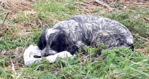 Cane abbandonato in una cunetta si rifiuta di allontanarsi da una busta di plastica bianca, quando un ciclista la apre scopre l’impensabile…