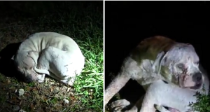 “Stavo sistemando le camere quando Teddy è salito di corsa al piano superiore e ha cominciato ad abbaiare disperato. Stava cercando di dirmi qualcosa. L’ho seguito e ho visto con terrore quello che stava per succedere a mio figlio”