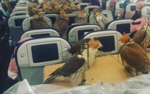 Principe saudita compra 80 biglietti aerei per viaggiare con i suoi animali