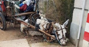 Niente riposo, niente cure, niente nutrimento, la bestia è collassata, stroncata dal dolore e dalla fatica. Per fortuna, 12.000 persone sono intervenute per cambiare il suo destino.