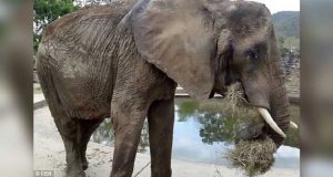 Ruperta è un elefante di 46 anni che sta morendo di fame nello Zoo Park di Caracas. Molti vorrebbero aiutare questo povero elefante, ma nessuno può farlo. Perché? Ancora nessuno lo ha capito…