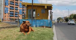 “L’uomo stava colpendo il suo cane. Quando ho provato a farlo smettere ha attaccato me e mia moglie. Non immaginava, però, con chi aveva a che fare! Penso che questa lezione non la dimenticherà presto”