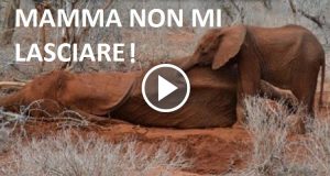 Piccolo bebè di elefante rischia la sua vita per proteggere e consolare la mamma moribonda, dopo che i cacciatori le hanno sparato ferendola gravemente…