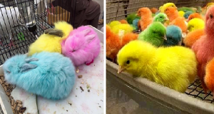 Coniglietti vengono immersi in secchi di tintura per essere venduti come giocattoli durante le prossime feste di Pasqua. Ma la cosa peggiore è che sono destinati a…