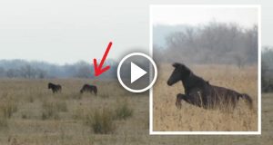 Vedono dei cavalli correre in un campo, ma uno di loro invece di camminare “saltellava” in modo strano. Quando si sono avvicinati e hanno capito il perché, sono rimasti inorriditi.