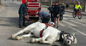 “L’animale respirava con difficoltà, tirava quel carro da ore ma al suo tutore sembrava non importare. Ad un certo punto vidi che il cavallo stava per cedere, cercò di restare in piedi e dopo pochi passi, crollò definitivamente a terra…”