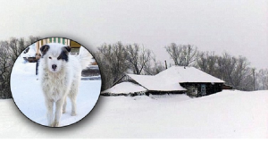 “Non avevamo notizie di nostra figlia, così siamo andati a casa sua. L’abitazione sembrava deserta, poi in una stanza abbiamo visto la finestra aperta e in un angolo c’era un Husky raggomitolato, quando abbiamo visto cosa c’era sotto di lui siamo rimasti scioccati…”