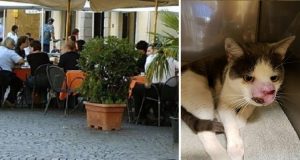 La foto della bocca di un cane invasa dalle coccinelle che gira on line vi preoccupa? Ecco di cosa si tratta