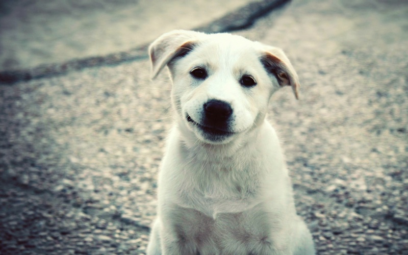 Il cane scopre il posto dove stanno gli anatroccoli appena nati… ma nessuno si aspettava a una reazione così…