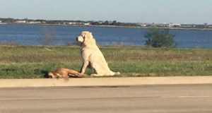 “Il cane bianco si rifiutava di allontanarsi dal suo amico. Sono sceso dalla macchina per aiutarlo a farsene una ragione, ma quando mi sono avvicinato ho capito il reale motivo per cui quel cane era rimasto lì accanto, ringhiando a chiunque si avvicinasse.”