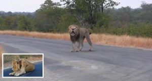 “Abbiamo sentito un ruggito agghiacciante, ci siamo voltati e abbiamo visto un leone dall’aria disperata che si stava avvicinando alla nostra auto. Improvvisamente si è accasciato a terra, siamo rimasti sconvolto nel vedere quello che aveva intorno al collo…”