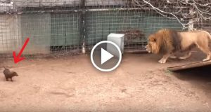 Non si faceva toccare, non si faceva avvicinare, aveva paura di ogni rumore ma non riusciva piú a scappare, a camminare.”Questa è la storia di un gatto, del mio gatto Red. Questa è la storia di un amore.” Le parole di Cristina vi lasceranno senza fiato.