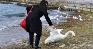 Ucciso per una foto: la donna rideva mentre strattonava il cigno dal collo e dalle ali per riuscire a farsi una foto con lui. Alla fine ha lasciato l’animale morente sulla riva ma la cosa peggiore è