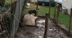 “Non potevo stare fermo lì a guardar morire il mio cane tra le fiamme. Ho fatto quello che tutti avrebbero fatto anche se poi mi hanno arrestato. Ma sapete cosa vi dico? Lo rifarei!”