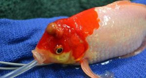 Bubbles è un pesciolino rosso di 9 anni che stava morendo a causa di una massa tumorale. Quello che ha fatto il veterinario per salvarlo è incredibile e le immagini vi lasceranno a bocca aperta.