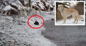 Canguro sequestra e tiene in ostaggio il cane del custode. L’uomo interviene e finisce a rissa tra cane, umano e canguro. Il finale… guardare per credere!